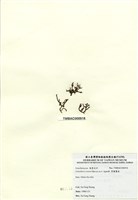 藏品(厚龍鬚菜)的圖片